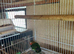 Lovebird