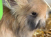Angora buns