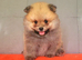 Pomeranian puppies for sale KCreg