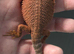 Stunning Red Monster Bearded Het / Hypos