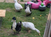 Ducklings