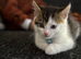 3 Gorgeous Kittens Looking for Their Forever Homes (8 weeks old ready to go)