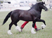Stunning Yearling