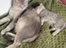 Full breed British shorthair kitten available for his forever home