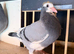 Young birds for sale