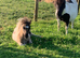Miniature Shetland Colt