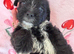 Adorable shih tzu x jack Russell final boy pup remaining