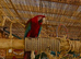 Green wing macaw
