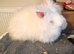 Female 18months old
