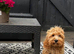 5 months old cockapoo boy