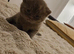 Beautiful British Shorthair Kittens - Ready December 2026