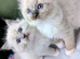 Ragdoll Kittens
