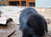 Mini Lops