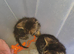Two Gorgeous Bengal Tabby bengal mixed kittens for sale