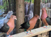 Pair of Archangel pigeons