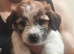 Jackchi/ maltese puppies