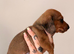 READY TO GO Beautiful Mini Dachshund Puppies