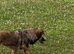 Loving home wanted for Dachshund mix