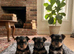 Miniature Yorkshire terrier puppy’s