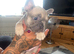 Beautiful female French bulldog puppies