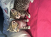 Molly's kittens ( Half ragdoll ) in Bridgend