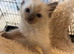Pure ragdoll kittens
