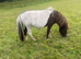 Shetland Gelding