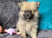 Pomeranian puppies ready now 2 males