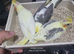 Cockatiel chicks