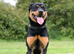 Male Rottweiler