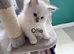 Ragdoll pure breed rare lilac point kittens