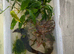 Amano shrimp