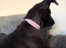 Female German Shepherd