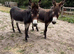 Donkeys 2 jennys