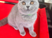 READY-ONE FEMALE AVAILABLE READY - GCCF British Shorthair Blue Kittens