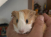 3 x baby guinea pigs for sale £35 each