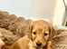 Adorable mini long haired dachshund puppies