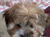 5 month old puppy for sale