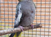 Two young cockatiels for sale in Maidstone