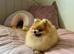 Pomeranian puppies