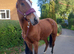 Annie tb mare