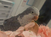 &ldquo;Lucky &ndash; Beautiful, Hand-Reared & Very Tame Talking Quaker&rdquo;