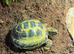 YOUNG HORSEFIELD TORTOISE