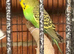 Adult male healthy budgie
