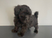 Beautiful shihpoo puppies
