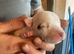 White Staffordshire bull terrier for sale £700