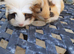 2 baby brothers