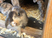 Male and female lop ready now
