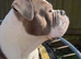 Olde English bulldog looking for forever home