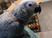 Hand reared silly tame african grey